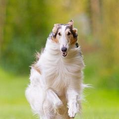 Borzois and German Shepherds from Haney-Ray J's