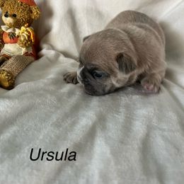 Ursula - Blue fawn female French Bulldog puppy in Jacksonville, North Carolina from Southern Comfort French Bulldogs