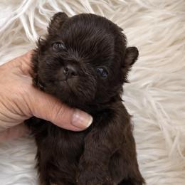 Parker - Chocolate male Shih Tzu puppy in Tallahassee, Florida from Bows and Bow Ties