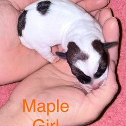 Maple - White and tan female Russell Terrier puppy in Portland, Washington from Mountain Ash Farms