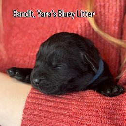 Bandit - Black male Labrador Retriever puppy in Owosso, Michigan from Bennington Retrievers