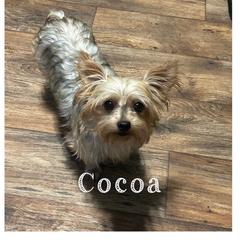 Cocoa - Yorkshire Terrier