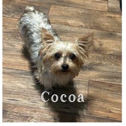 Cocoa - Yorkshire Terrier