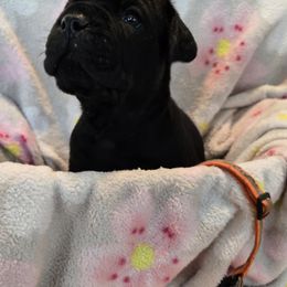 Orange Collar - Black female Cane Corso puppy in Pylesville, Maryland from Safe Haven Cane Corso