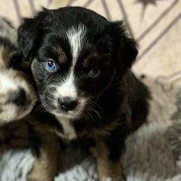 Mistletoe - Black tri female Miniature Australian Shepherd puppy in Charlestown, Indiana from Forever Aussies and A Doodle