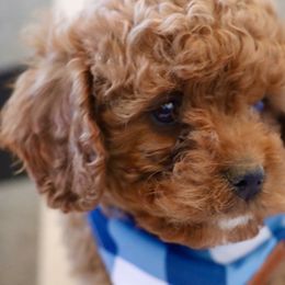 Cavapoo, Goldendoodle, and Poodle Puppies from Pitter Patter Puppies