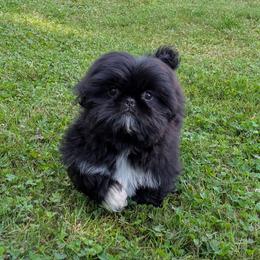 Shadow - Black male Pekingese puppy in Clyde, North Carolina from Shawgo Pups