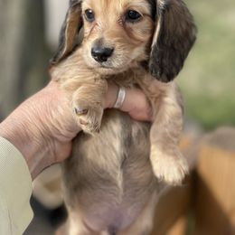 Dachshund Puppies from STORIED DOXIES