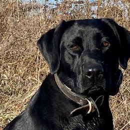 Trouble - Labrador Retriever
