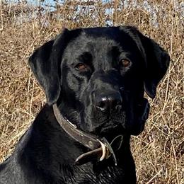 Trouble - Labrador Retriever