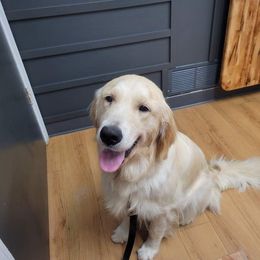 Ginger - Golden Retriever