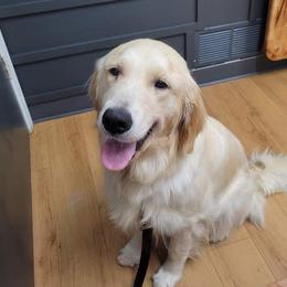 Ginger - Golden Retriever
