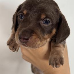 Chocolate and tan piebald- AKC - Chocolate and tan male Dachshund puppy in North Branch, Michigan from Monarch Miniature Dachshunds