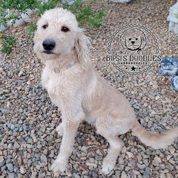 Stella - Labradoodle