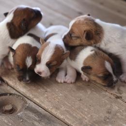 Jack Russell Terrier puppies from Blue Skies Terriers