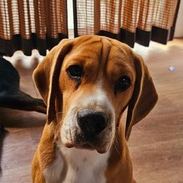 Indy - Beagle