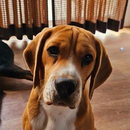 Indy - Beagle