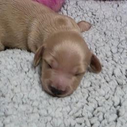 Fin - Cream male Dachshund puppy in Port Charlotte, Florida from Belinda's little darlings dachshunds