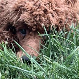 Mr  green collar - Red  male Poodle puppy in Pylesville, Maryland from Chapel Farm Standard Poodles