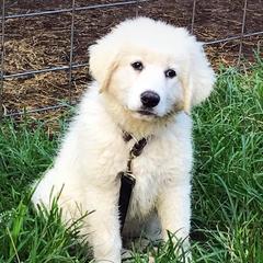Australian Cattle Dog Puppies from Painted Canvas Farm
