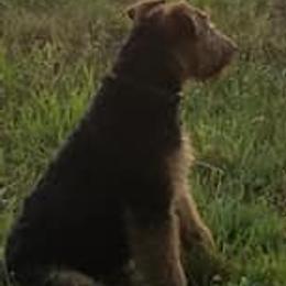 Airedale Terriers from Gilded Aire
