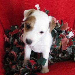 Jack Russell Terrier Puppies from Spritely Jack Russell Terriers