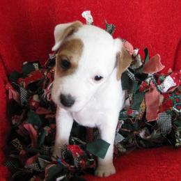 Jack Russell Terrier Puppies from Spritely Jack Russell Terriers