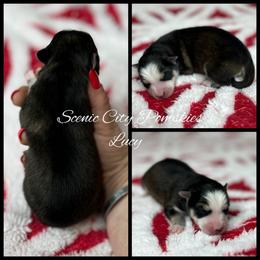 Lucy - Silver and white female Pomsky puppy in Rossville, Georgia from Scenic City Pomskies