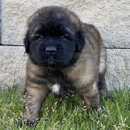 Rani - Sandy female Leonberger puppy in Saratoga Springs, Utah from Echo River