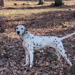 Apollo - Dalmatian