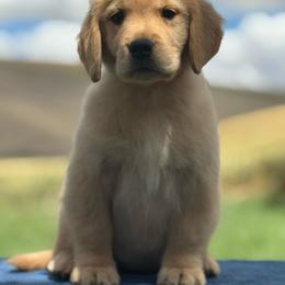 Elm - Golden female Golden Retriever puppy in Touchet, Washington from Northwest Rainbow Aussies and Golden Retrievers