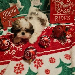 Daisy - Tricolor female Shih Tzu puppy in Vernon, Texas from Jennifer's Shih Tzus