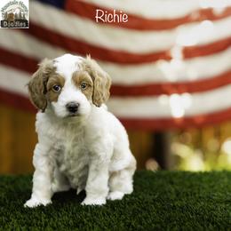 Richie - Apricot male Australian Labradoodle puppy in Cashmere, Washington from Mountain Home Doodles