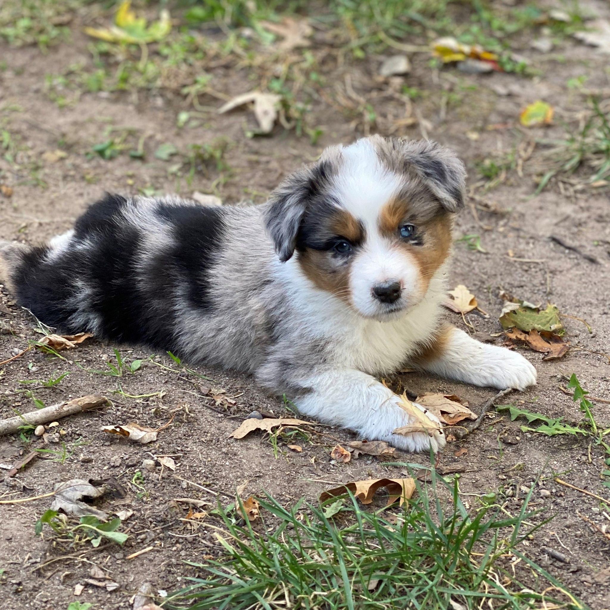 Lil Aussie Posse in Virginia | Miniature American Shepherd, Pomeranian ...
