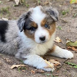 Miniature American Shepherds, Miniature Australian Shepherds, Pomeranians, Poodles, and Toy Australian Shepherds from Lil Aussie Posse