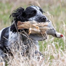Windy - English Cocker Spaniel