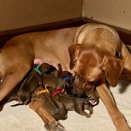 Rhodesian Ridgeback puppies from Keefer Ridge Rhodesian Ridgebacks
