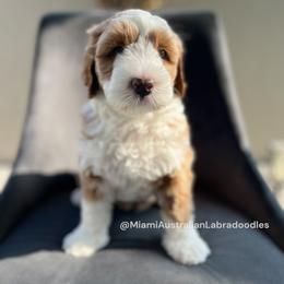 Australian Labradoodle Puppies from Miami Australian Labradoodles