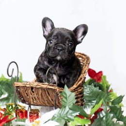 French Bulldog Puppies from DonnieLovesStella French Bulldogs