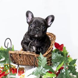 French Bulldog Puppies from DonnieLovesStella French Bulldogs