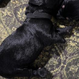 Black collar - Black male Giant Schnauzer puppy in Atoka, Oklahoma from Hannah's Haus & Farm