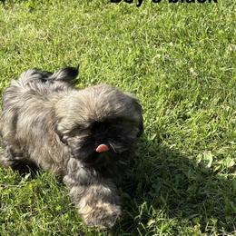 Boy 3 - Black gold and silver male Shih Tzu puppy in Rock, West Virginia from Willow Tree Haven Shih Tzu