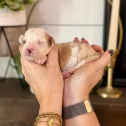 Peridot- yellow collar - Yellow and white female Bernedoodle puppy in Salt Lake County, Utah from Coco Avenue Pups
