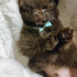 Pomeranian Puppies from Cutie Poms