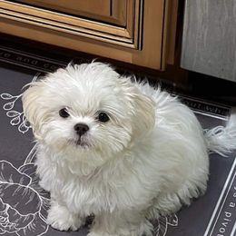 Shih Tzu Puppies from Prescious Shih Tzu’s