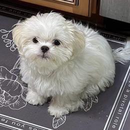 Shih Tzu Puppies from Prescious Shih Tzu’s