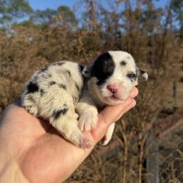 Spruce (Financing Available) - Blue merle and white male American Corgi puppy in Inverness, Florida from Canaan Farm Corgis