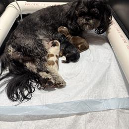 Angel - Chocolate and tan male Shih Tzu puppy in Delta, Colorado from Wachowicz Shihtzu