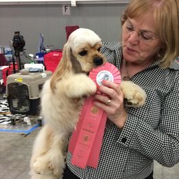 Kissy - Cocker Spaniel