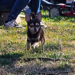 Bear - Chocolate brindled fawn male Chihuahua puppy in Meridian, Oklahoma from Crazy Love Kennels